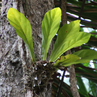 anthurium_salvinii4md (Anthurium salvinii)