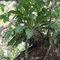 anthurium_salvinii5md (Anthurium salvinii)