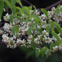 Dalbergia brownei (Bois de rose de Brown, Palissandre)