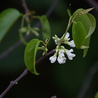dalbergia_brownei2md (Dalbergia brownei)