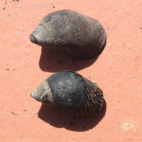 Supplanaxis nucleus (Planaxis noire)