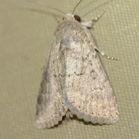 Pandesma robusta (Catéphie robuste)