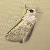 pandesma_robusta2md (Pandesma robusta)