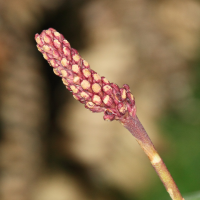 bulbophyllum_henrici2md (Bulbophyllum henrici)