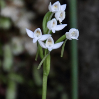 cynorkis_rosellata2md (Cynorkis (Cynorchis) rosellata)