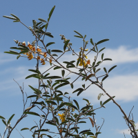 Crotalaria fiherenensis (Crotalaire)