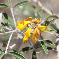 crotalaria_fiherenensis2md (Crotalaria fiherenensis)