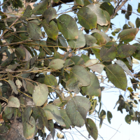 eucalyptus_robusta1md (Eucalyptus robusta)