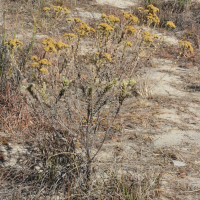 Helichrysum subumbellatum (Immortelle)
