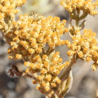 helichrysum_subumbellatum3md (Helichrysum subumbellatum)