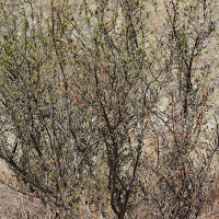 kotschya_perrieri1md (Kotschia perrieri)