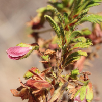 Kotschia perrieri (Kotschia)