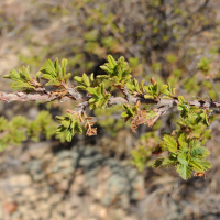 kotschya_perrieri3md (Kotschia perrieri)