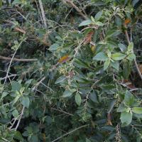 cestrum_parqui4md (Cestrum parqui)