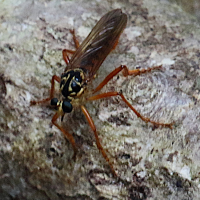 Smeryngolaphria numitor (Asile)