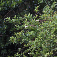 Viburnum costaricanum (Viorne)