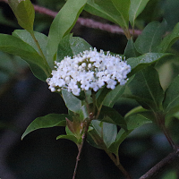viburnum_costaricanum2md (Viburnum costaricanum)