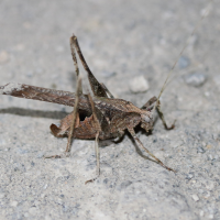 Insara bolivari (Sauterelle, Katydide)