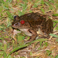 Leptodactylus sp (Grenouille)