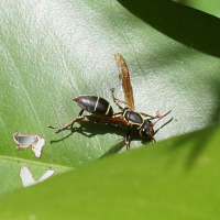 Polistes fuscatus s.l. (Poliste)