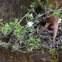 Arcytophyllum muticum (Arcytophyllum)