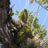 laelia_rubescens2bd (Laelia rubescens)