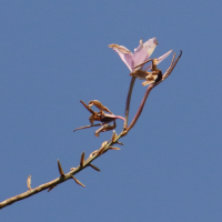 laelia_rubescens3bd (Laelia rubescens)