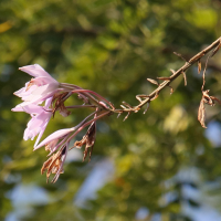 laelia_rubescens4bd (Laelia rubescens)