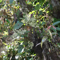 Mikania banisteriae (Mikania)