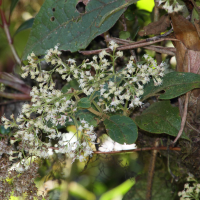 mikania_banisteriae2md (Mikania banisteriae)