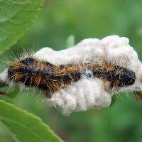 Cotesia glomerata (Braconide)