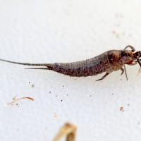 Dilta sp. (Aptérygote)