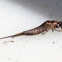 dilta_sp2md (Dilta sp.)