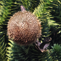 araucaria_araucana7md (Araucaria araucana)