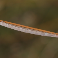 aspitates_gilvaria_ch1md (Aspitates gilvaria)