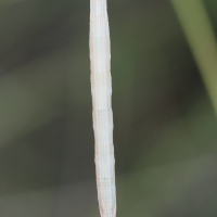 aspitates_gilvaria_ch2bd (Aspitates gilvaria)