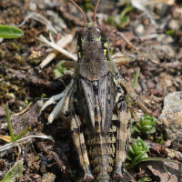 bohemanella_frigida3md (Bohemanella frigida)