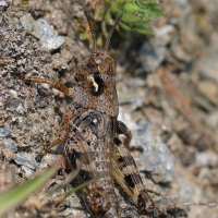 bohemanella_frigida4md (Bohemanella frigida)