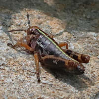 bohemanella_frigida5bd (Bohemanella frigida)