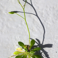 draba_verna8md (Draba verna)