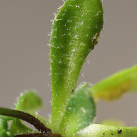 draba_verna9md (Draba verna)