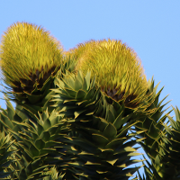 araucaria_araucana6md (Araucaria araucana)