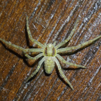 philodromus_dispar6md (Philodromus dispar)