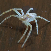 philodromus_dispar7bd (Philodromus dispar)