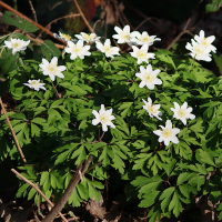 anemone_nemorosa3md (Anemone nemorosa)
