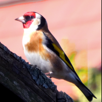 chardonneret_elegant_-_carduelis_carduelis6eh (Carduelis carduelis)