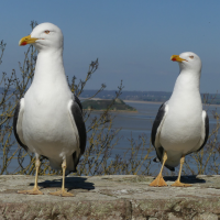 goeland_brun_-_larus_fuscus20mv (Larus fuscus)