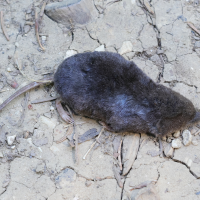 Sorex araneus (Musaraigne carrelet)