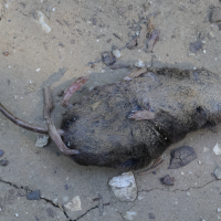 sorex_araneus2md (Sorex araneus)