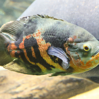 astronotus_ocellatus2md (Astronotus ocellatus)